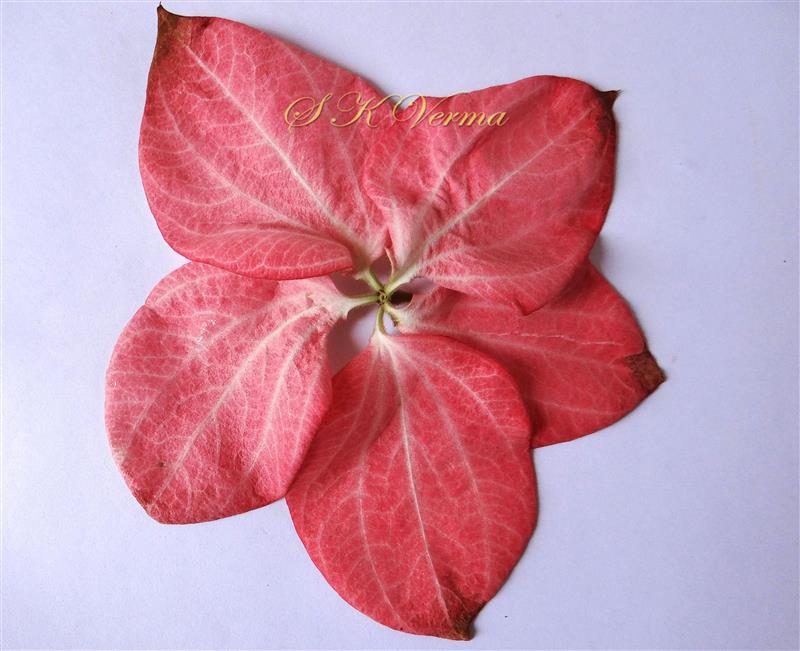  Calcophylls